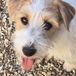 Ollie - White and tan Russell Terrier puppy in Oxnard, California from Awesome Pups