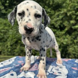 Hunter - White and black male Dalmatian puppy in Travelers Rest, South Carolina from Cotton Top