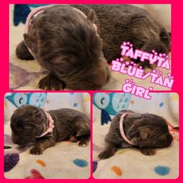 Taffyta - Blue female German Shepherd puppy in Los Lunas, New Mexico from Mali's German Shepherds