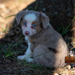 Ben - Red merle male Miniature Australian Shepherd puppy in Granbury, Texas from Best Little Aussies