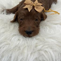 Coral Girl - Red  female Goldendoodle puppy in Waskom, Texas from Pearls & Curls doodles & poodles