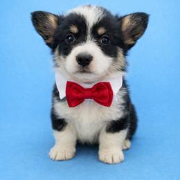 Lucky - Black and tan male Pembroke Welsh Corgi puppy in Ramona, Oklahoma from Eden Farms Corgis