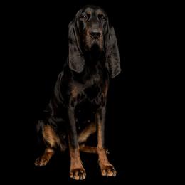 Fancy - Black and Tan Coonhound