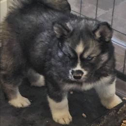 Pagani - Agouti and white female Siberian Husky puppy in Urbana, Ohio from Fairhaven's Siberian Huskies