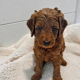Boy 1 - Red  male Goldendoodle puppy in Godley, Texas from Godley Designer Doodles