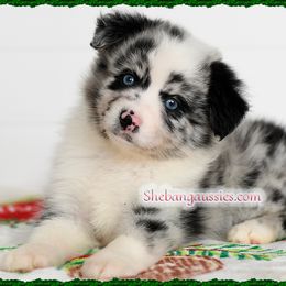 Toy Australian Shepherd puppies from Shebang Aussies