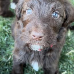Bernedoodle Puppies from Grandview Bernedoodles