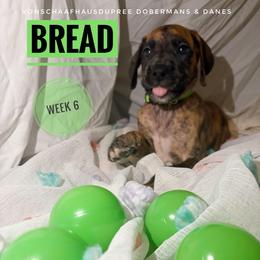 Bread - Brindle male Great Dane puppy in Columbus, Ohio from Von Schaaf Haus DuPree