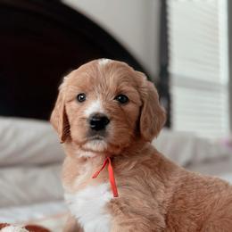 Taos, Girl - Red  female Goldendoodle puppy in Maricopa, Arizona from Desert Ridge Doodles