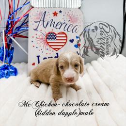 McChicken - Dapple male Dachshund puppy in Prairieville, Louisiana from Southern Barron Danes & Dachshunds