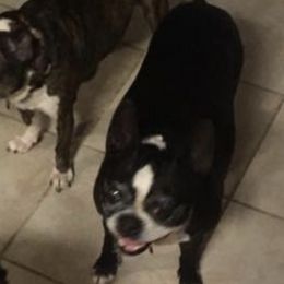 Boston Terriers from Deborah Mendez-Vigo's Boston Terriers