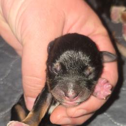 Miss Aura - Black tri female Toy Australian Shepherd puppy in Dolan Springs, Arizona from High Desert Companions