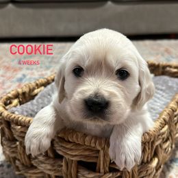 Cookie - Light golden Golden Retriever puppy in Mesa, Arizona from Superstition Goldens