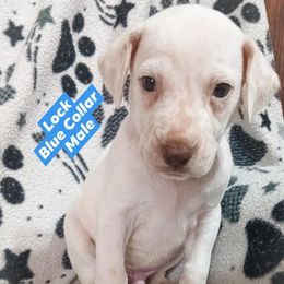 Lock (Blue Collar) LUA - White and orange male Dalmatian puppy in Raymondville, Missouri from Wagner's Dalmatian's