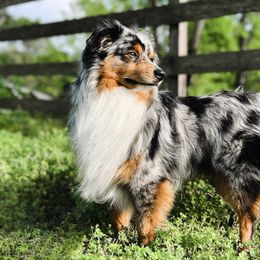 Miniature Australian Shepherds and Toy Australian Shepherds from Pineywoods Pups