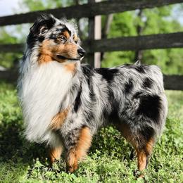 Miniature Australian Shepherds and Toy Australian Shepherds from Pineywoods Pups