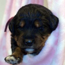 Maroon Collar Girl - Tri-color female Bernedoodle puppy in Ogden, Utah from Salty Point Doodles