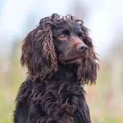Boykin Spaniels from Mill Creek Farms
