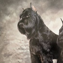 Giant Schnauzers from Kaiser's Giants