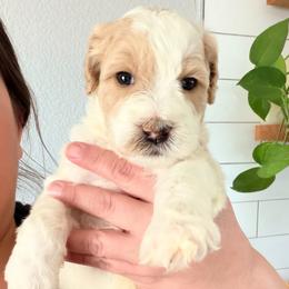 Goldendoodle Puppies from Fiala Goldendoodles