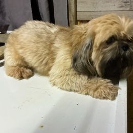 Wyatt - Shih Tzu