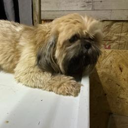 Wyatt - Shih Tzu