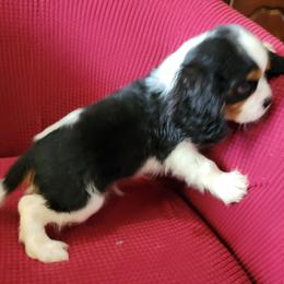Cavalier King Charles Spaniel Puppies from Duchess Cavaliers