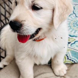 Golden Retriever Puppies from Golden’s of Remington Fields