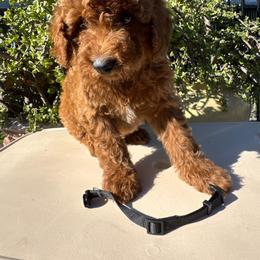Black - Red  male Poodle puppy in Sacramento, California from Golden doodles  Lovers