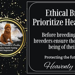 Poodle Puppies from Heavenly Poodles