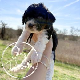 Black - Tri-color male Bernedoodle puppy in Rockwall, Texas from Glory Doodles