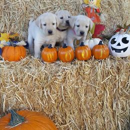 Labrador Retriever Puppies from Lost River Labradors