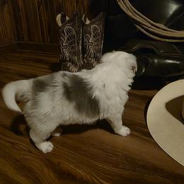 Colton - Blue merle male Border Collie puppy in Buckhannon, West Virginia from Broken Spur Farm