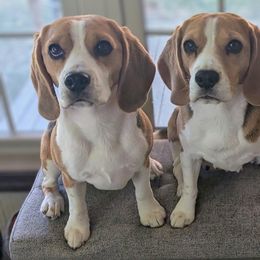 Beagles from Revelry Beagles