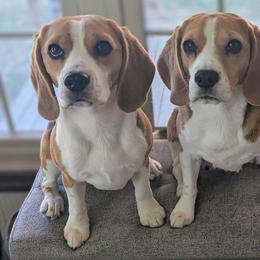 Beagles from Revelry Beagles