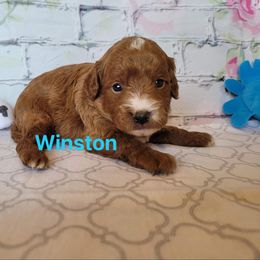 Cavapoo Puppies from Danielle Perkins's Cavapoos