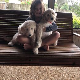 Goldendoodle Puppies from Cooley Doodles