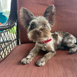 Flint - Chocolate and tan male Yorkshire Terrier puppy in Salem, Missouri from Meadowbrook Poodles