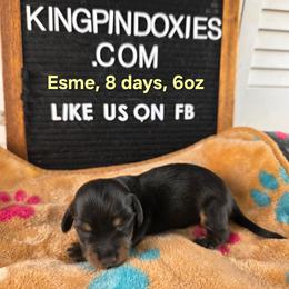 Esme  PRA clear 3300 - Black and tan female Dachshund puppy in Dade City, Florida from Kingpindoxies