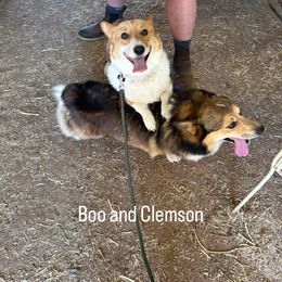 Pembroke Welsh Corgis from Jennifer Jimerson