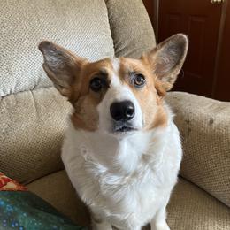 Florence - Pembroke Welsh Corgi