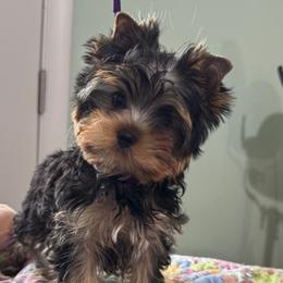 Yorkshire Terrier puppies from Laritza Rodriguez