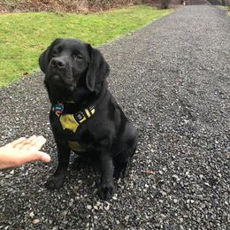 Labrador Retriever Puppies from Aiyer Brothers Labradors