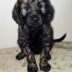 Goldendoodle Puppies from Bear Lake Bearded Retrievers
