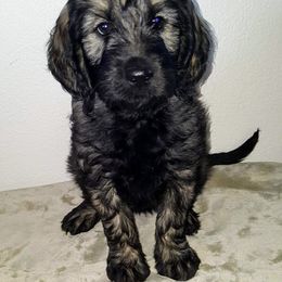 Goldendoodle Puppies from Bear Lake Bearded Retrievers