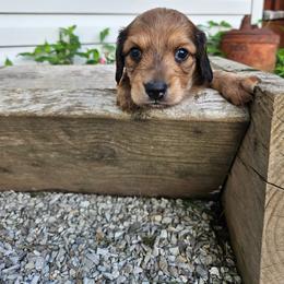 Bear - Red male Dachshund puppy in Mountain Grove, Missouri from Boot Scootin Pups