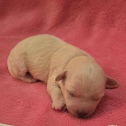 Mamma Mia - White female Maltipoo puppy in Sahuarita, Arizona from Cowgirl's Legacy Maltipoos