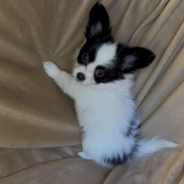 Prince - White and black male Papillon puppy in Howe, Oklahoma from Southern Sweet Papillons