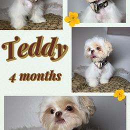 Teddy - Cream and white male Shih Tzu puppy in Coolidge, Arizona from Shih Tzu’s  ‘N’ Love