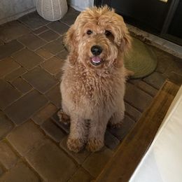 Goldendoodle Puppies from Hobble Creek Farms